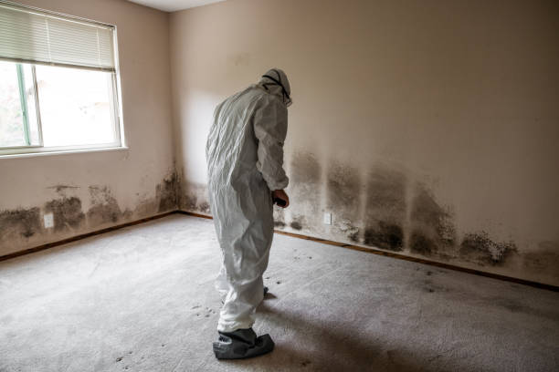 Best Certified Mold Removal  in USA